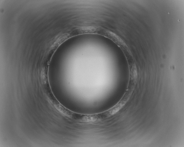 X0000080160764200612081335