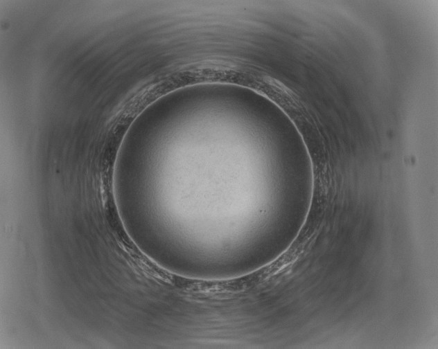 X0000080160774200612081334