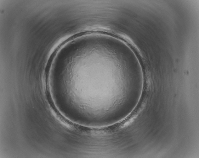 X0000080161032200612081330