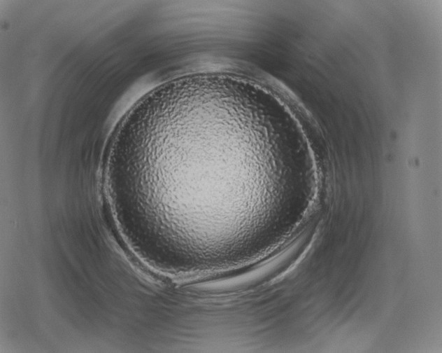 X0000080161178200612081328