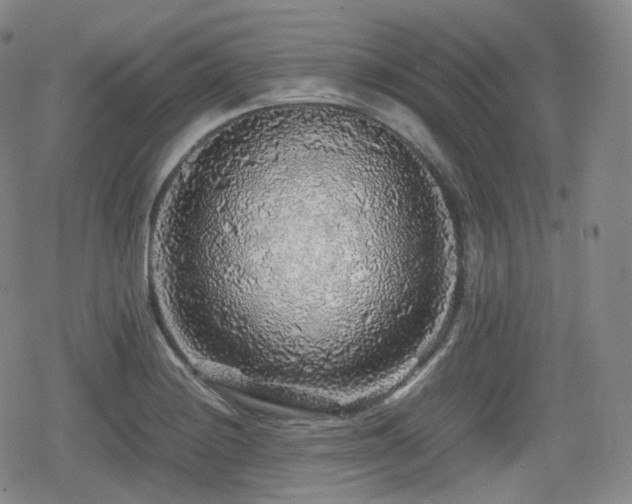 X0000080161228200612081327