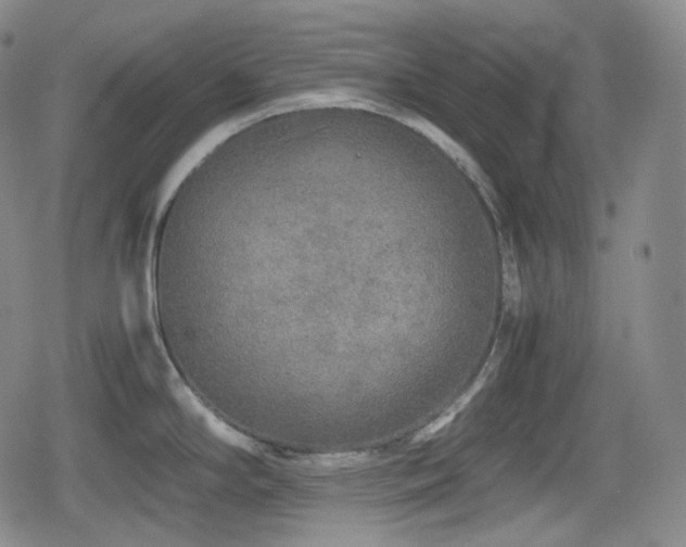 X0000080161294200612081326