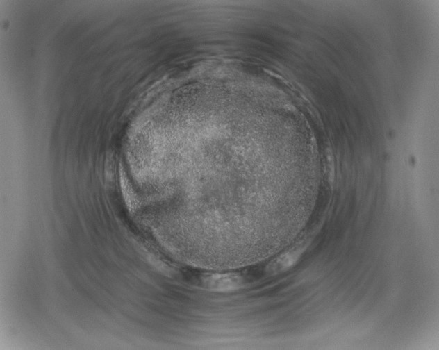 X0000080160277200612221233