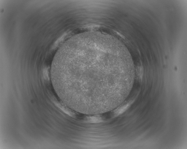 X0000080160286200612221233