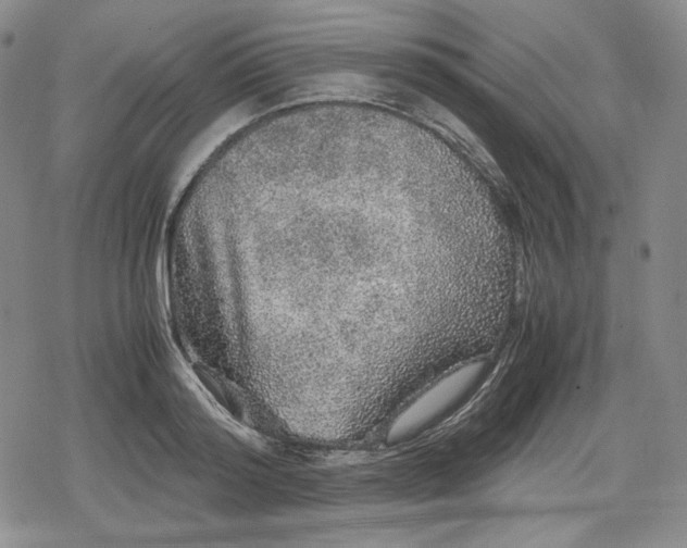 X0000080160796200612221224