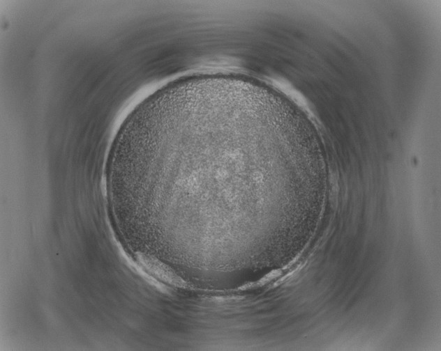 X0000080161335200612221216