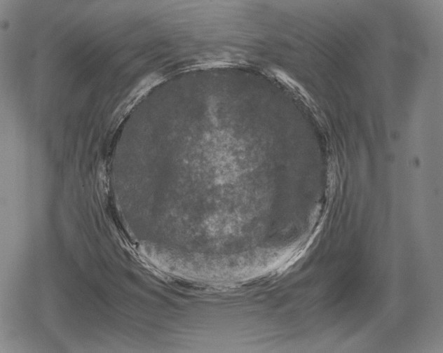 X0000080161353200612221215