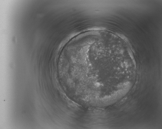 X0000080160337200612302159