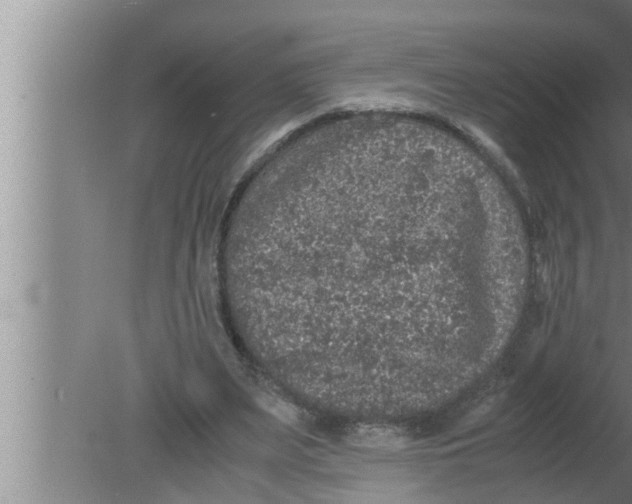 X0000080160487200612302157