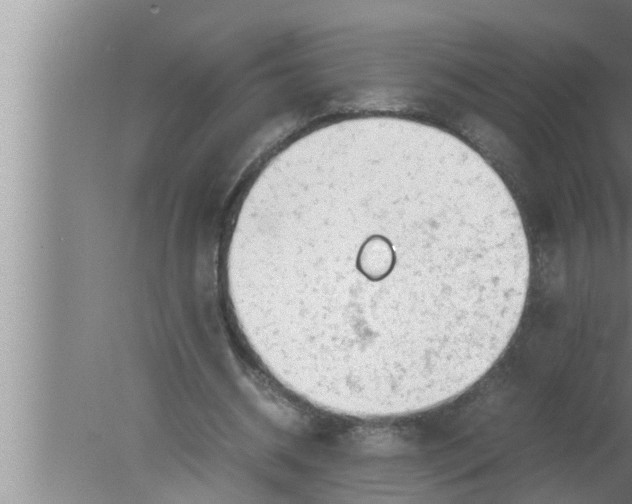 X0000080160534200612302156