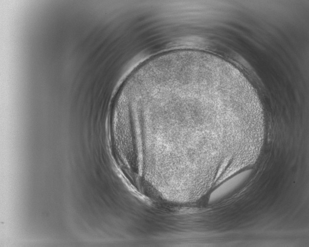 X0000080160796200612302152