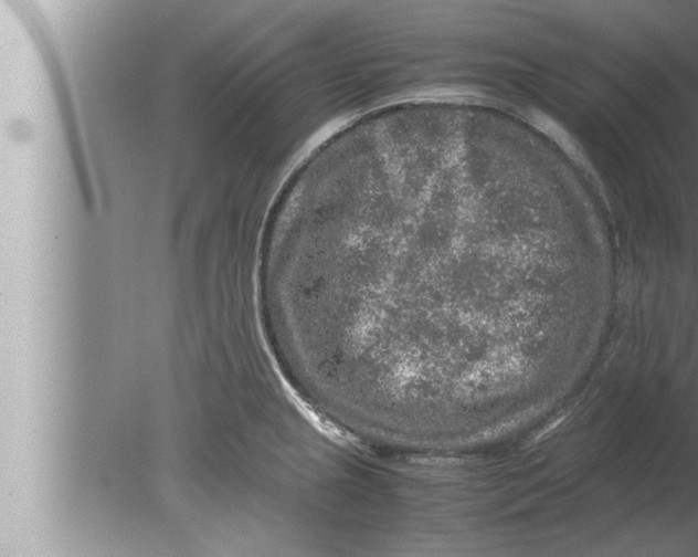 X0000080161237200612302145