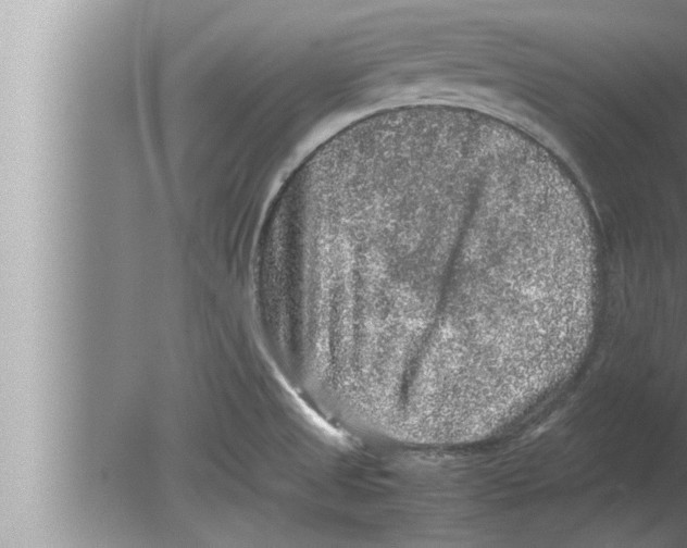 X0000080161525200612302140