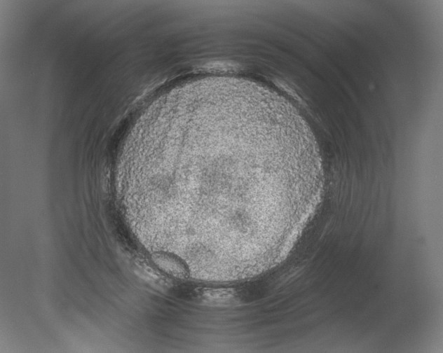 X0000080160355200701051611