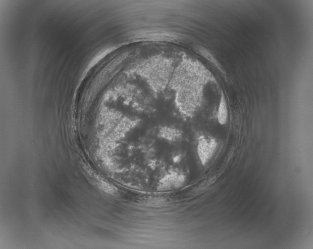 X0000080161071200701051559