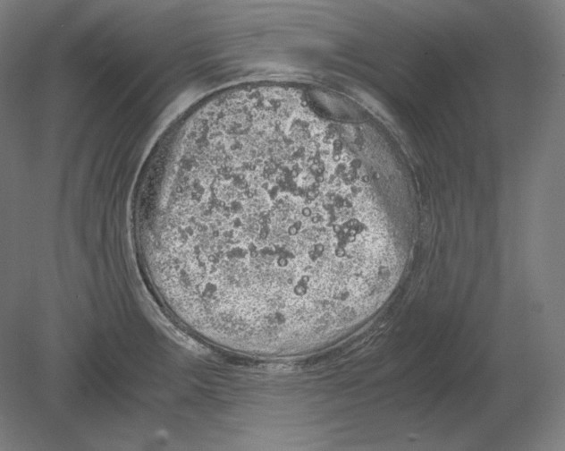 X0000080161283200701051556