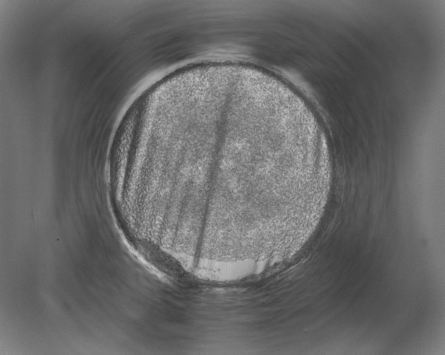 X0000080161335200701051555