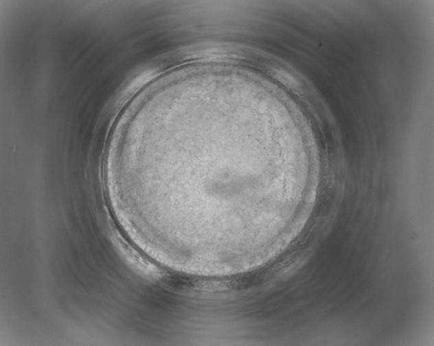 X0000080161338200701051555