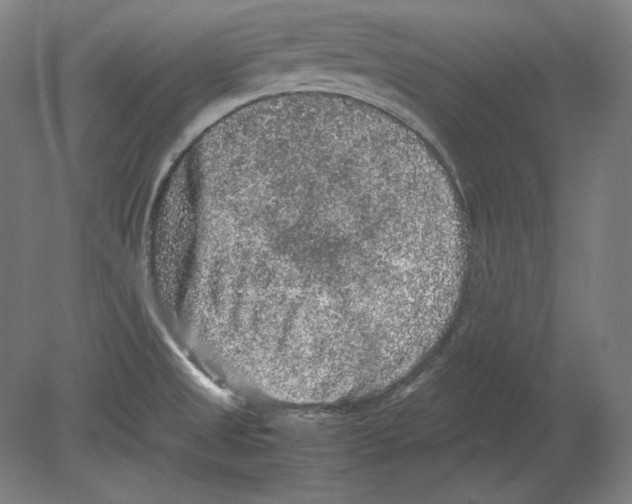 X0000080161525200701051552