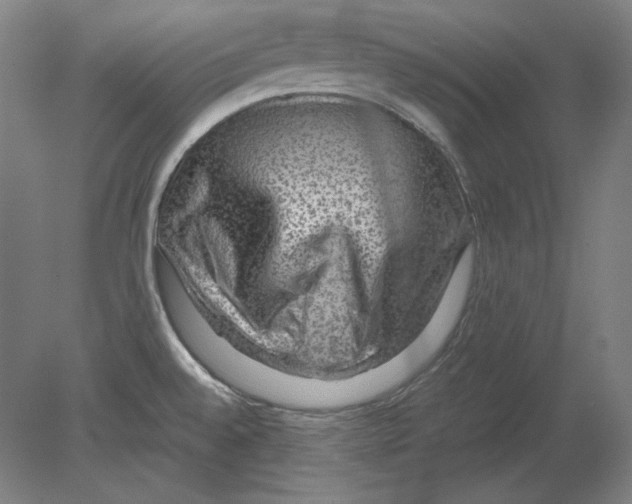 X0000080161528200701051552