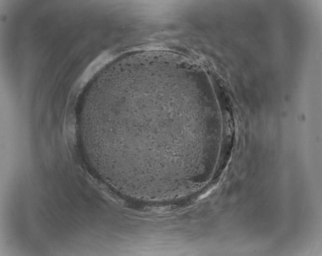 X0000080170295200612081407