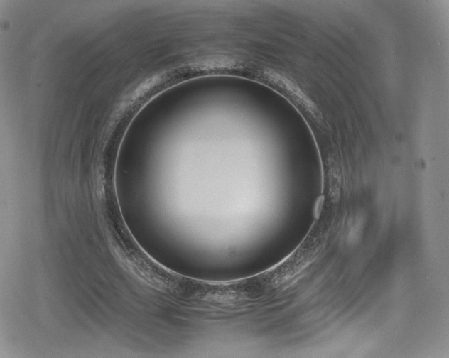 X0000080170631200612081401