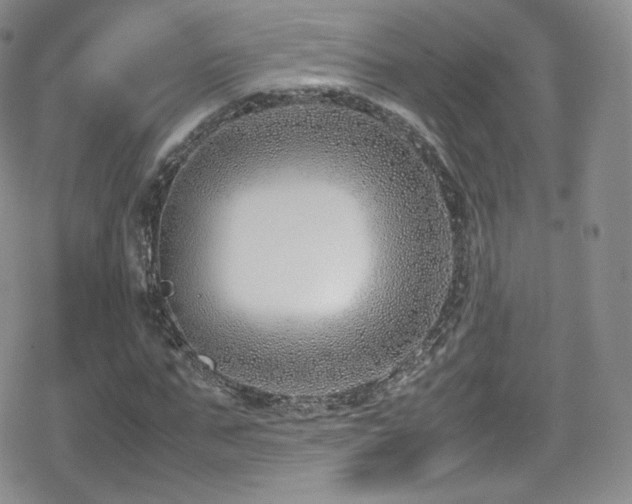 X0000080170871200612081358