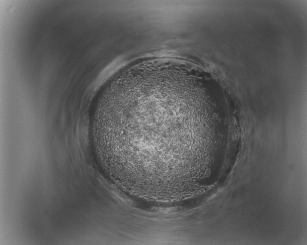 X0000080170295200612151930