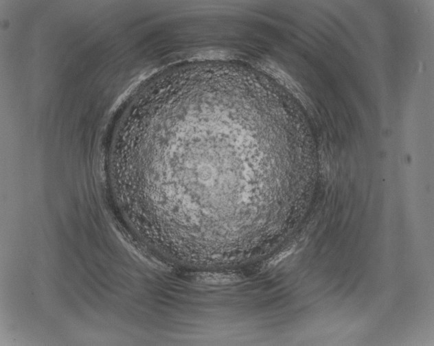 X0000080170347200612221256