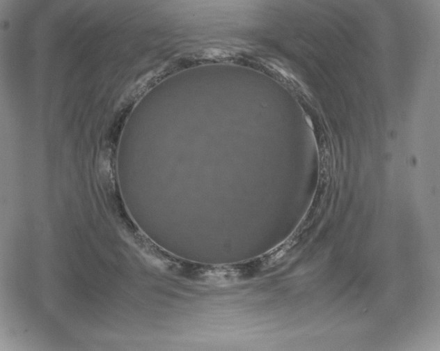 X0000080170415200612221256