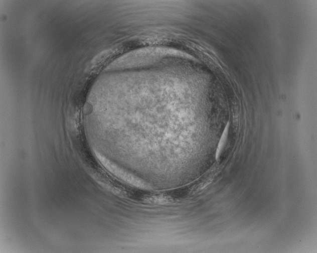 X0000080170503200612221254