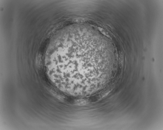 X0000080170511200612221254