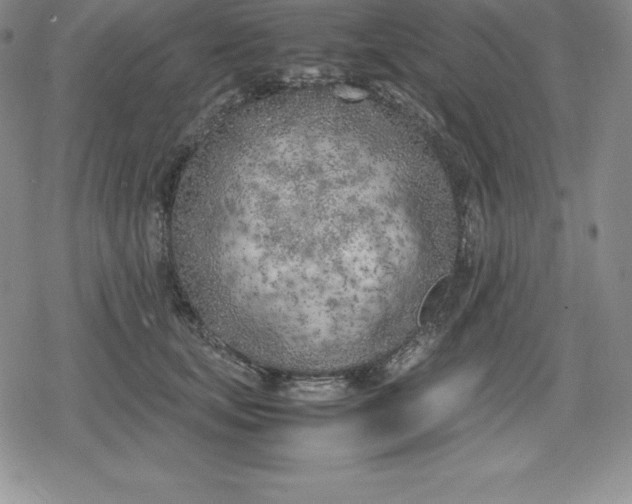 X0000080170659200612221252