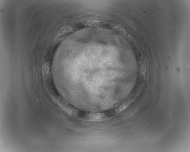 X0000080170711200612221251