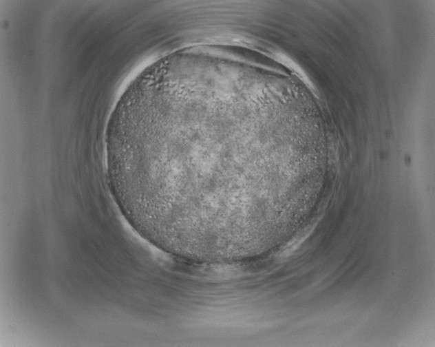 X0000080171095200612221245