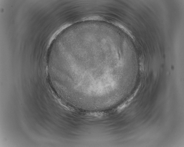 X0000080171117200612221244