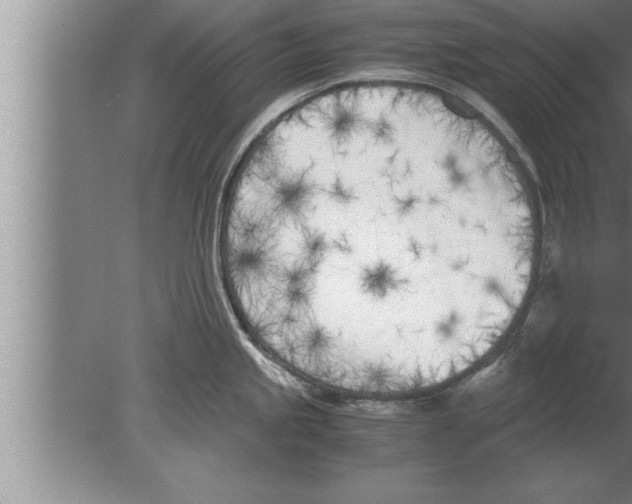 X0000080171245200612302211