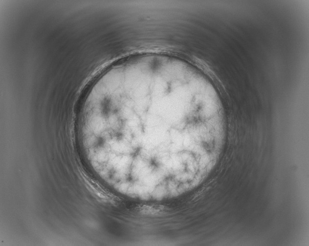 X0000080170346200701051637