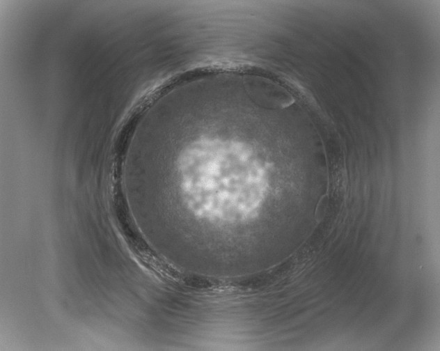 X0000080180736200612081400