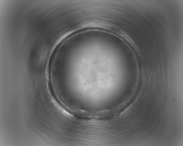 X0000080181028200612081356