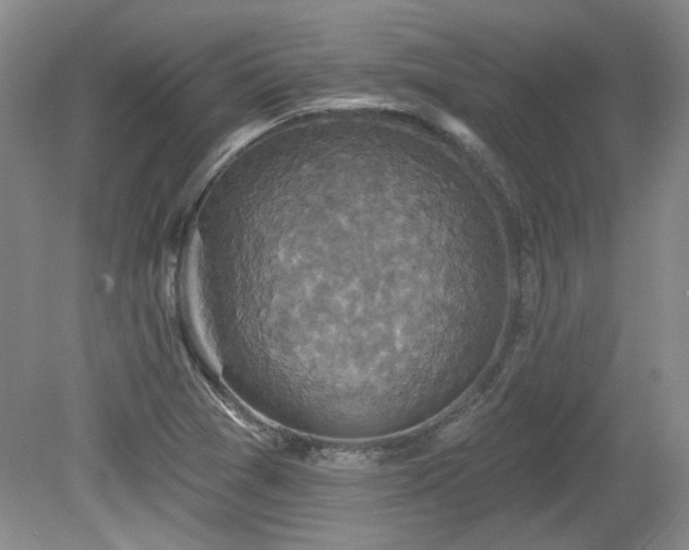 X0000080181361200612081350