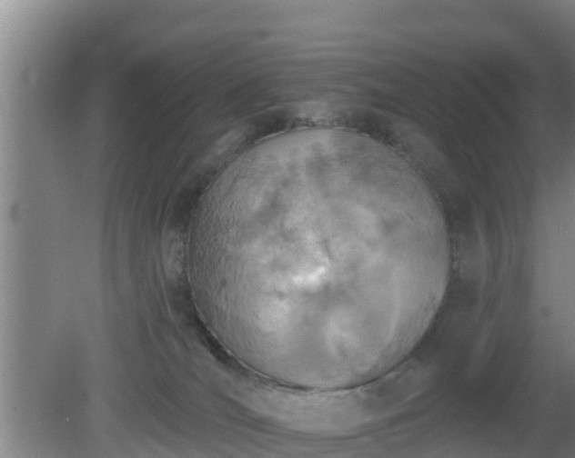 X0000080180036200612152000