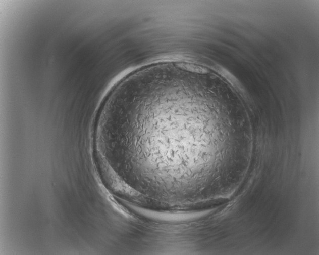 X0000080180854200612151946