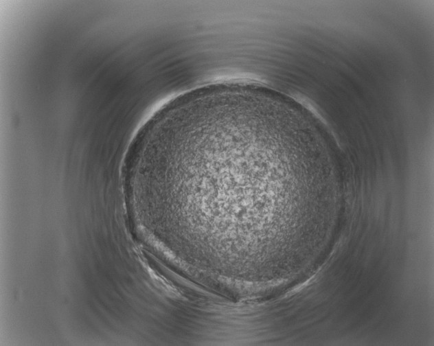 X0000080181022200612151943