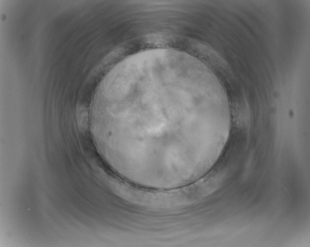 X0000080180036200612221327