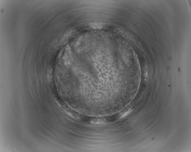 X0000080180559200612221318