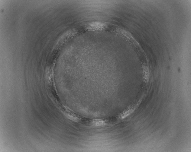 X0000080180701200612221316