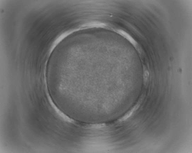 X0000080181055200612221311