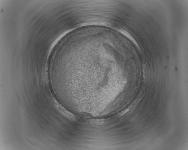 X0000080181068200612221310