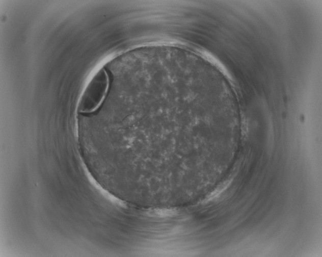 X0000080181095200612221309